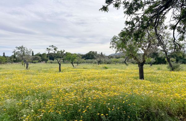 Mallorca terreno casa de campo con licencia de construcción Pollensa en venta