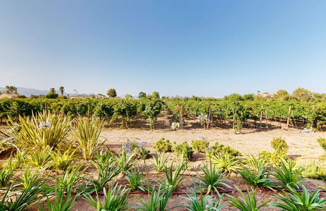 Impresionante finca de nueva construcción con viñedo en venta en Alcudia