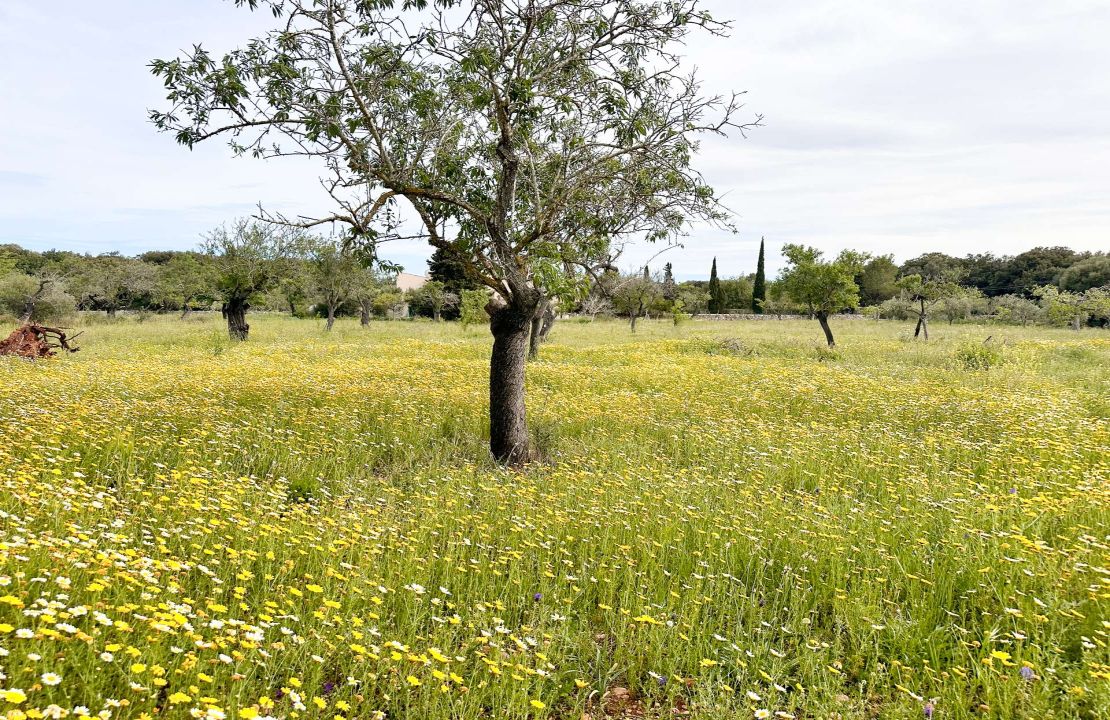 Mallorca Land to Build Country Home Pollensa Building License for Sale