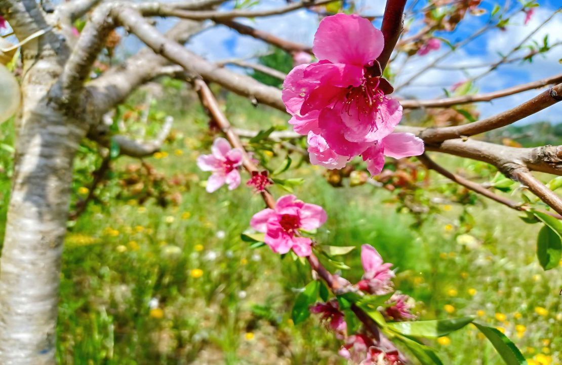 Terreno en venta en Santa Margalida, Mallorca – con proyecto básico