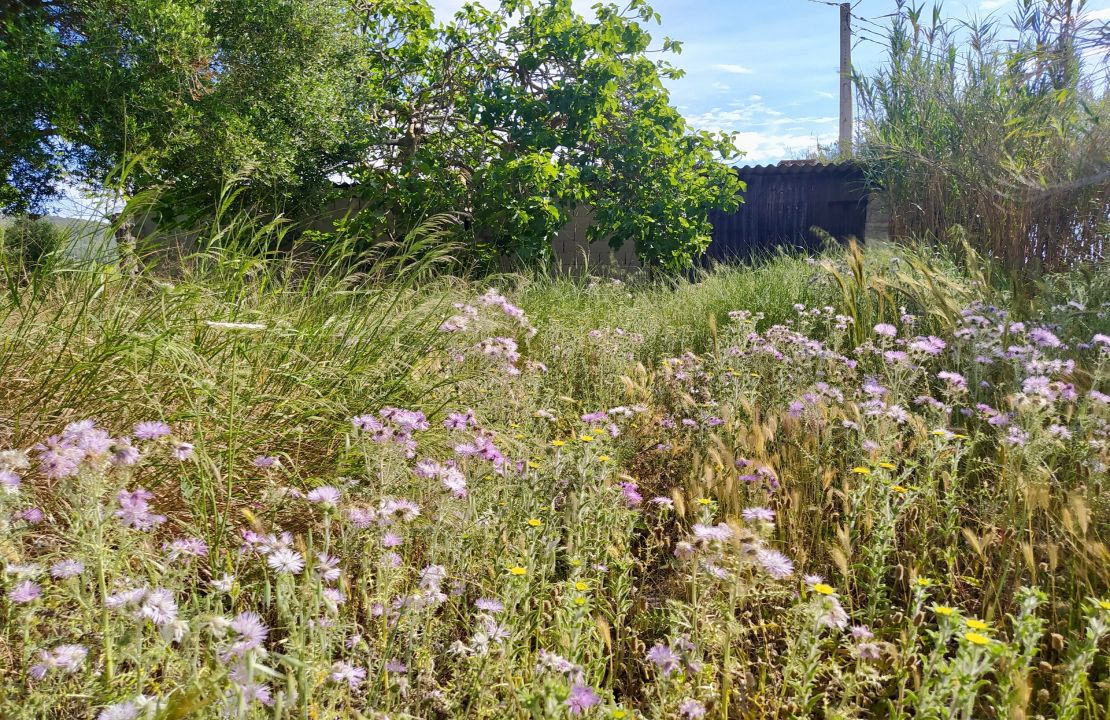 Plot for sale in Campanet
