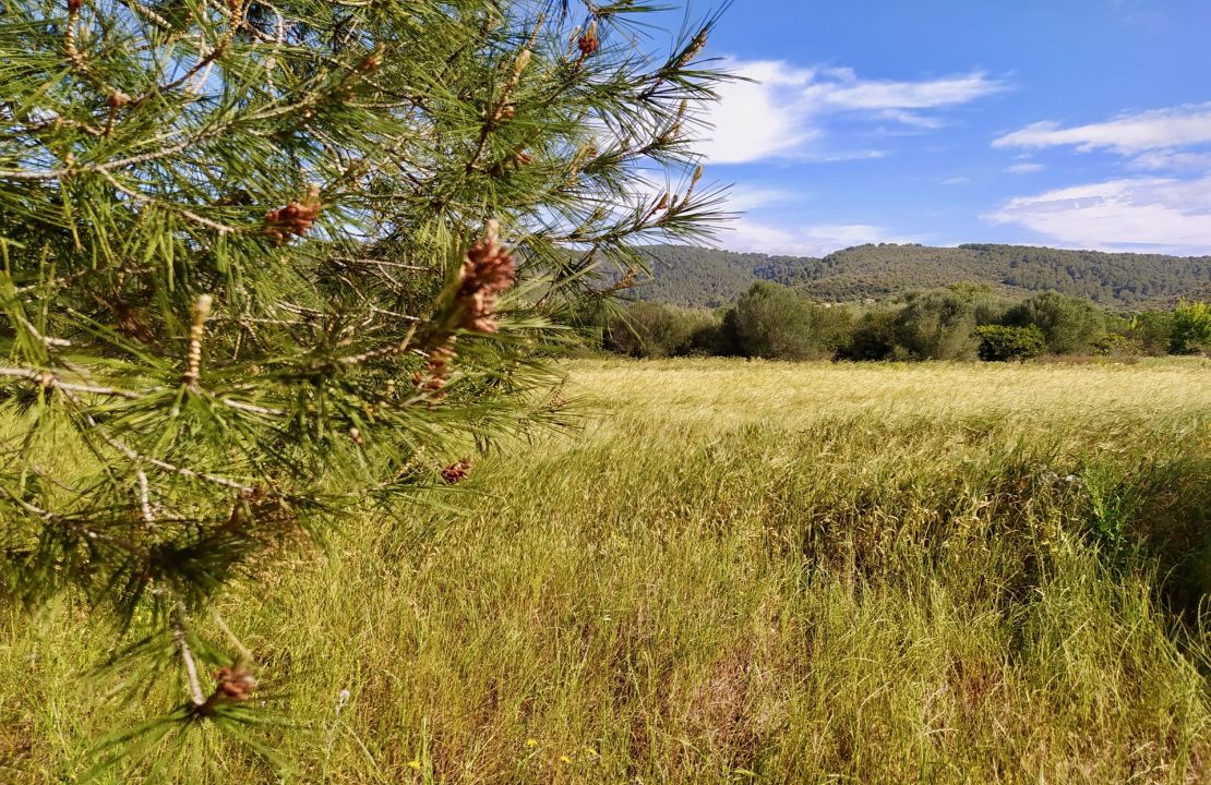 Plot for sale in Campanet