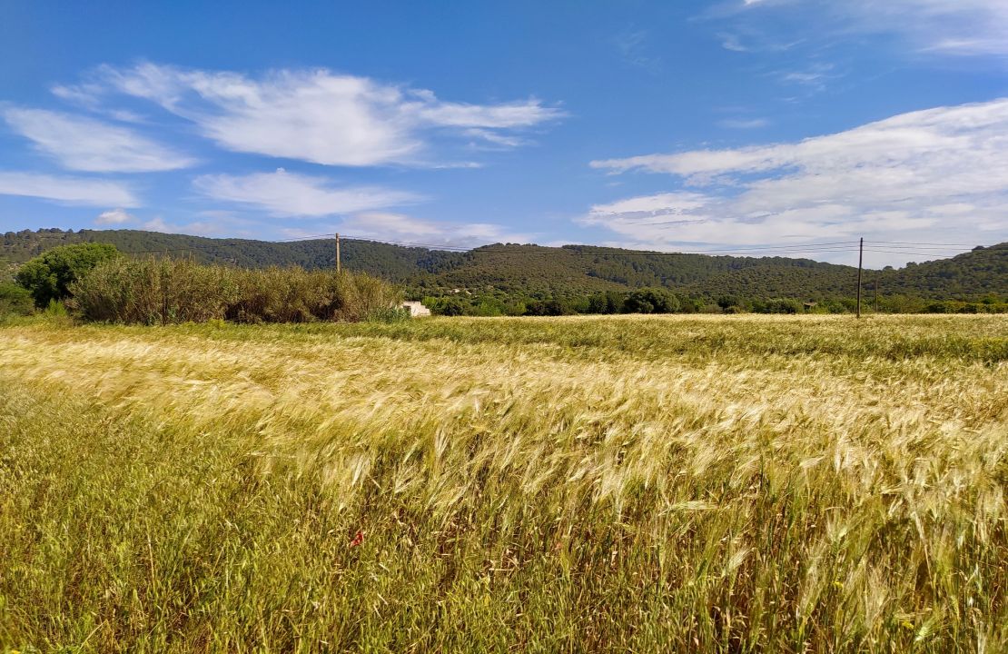 Plot for sale in Campanet